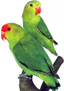 Agapornis Etiópsky