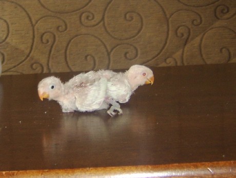 albino pastelino