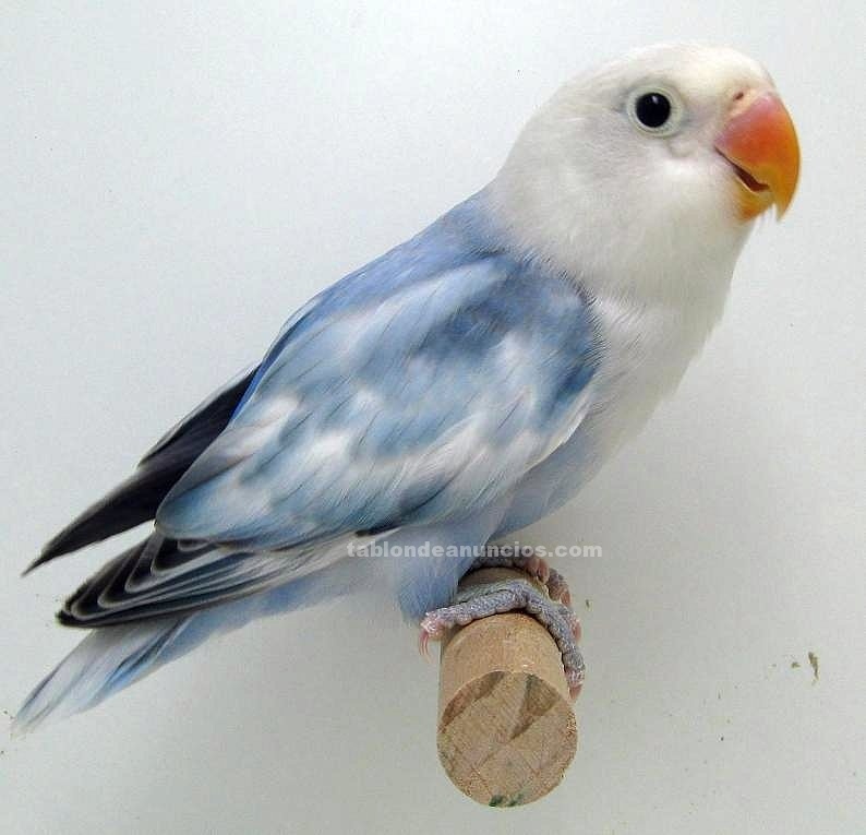 Agapornis Fischeri (modrý)