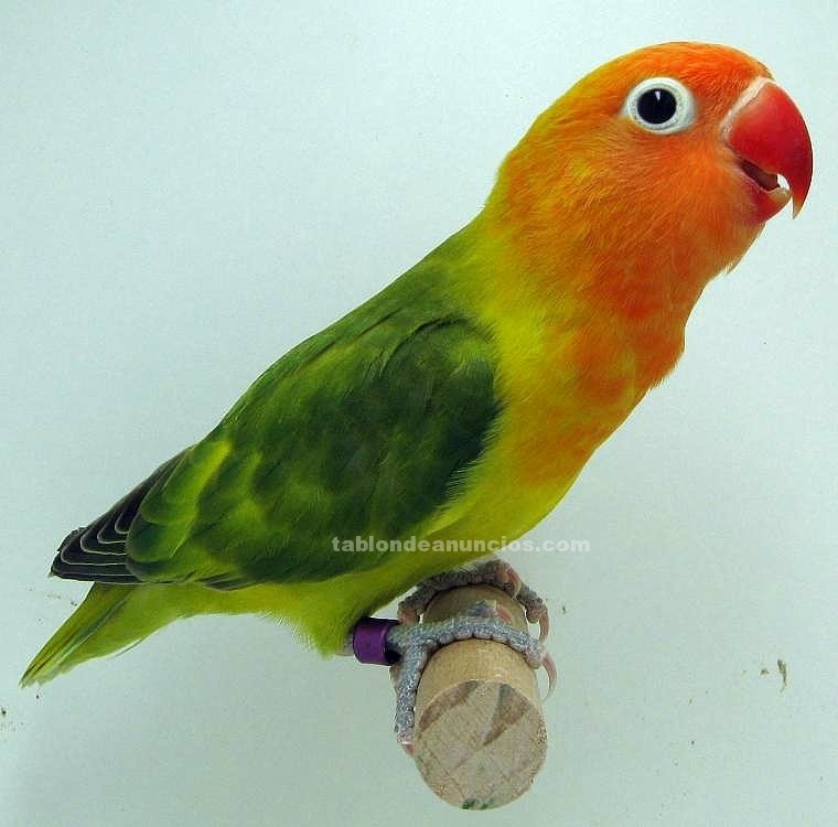Agapornis Fischeri (original)
