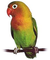 Agapornis Fischerik (original)