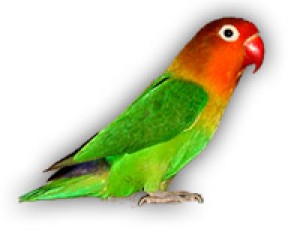 agapornis fisherov
