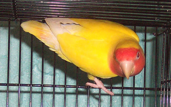 Lutino