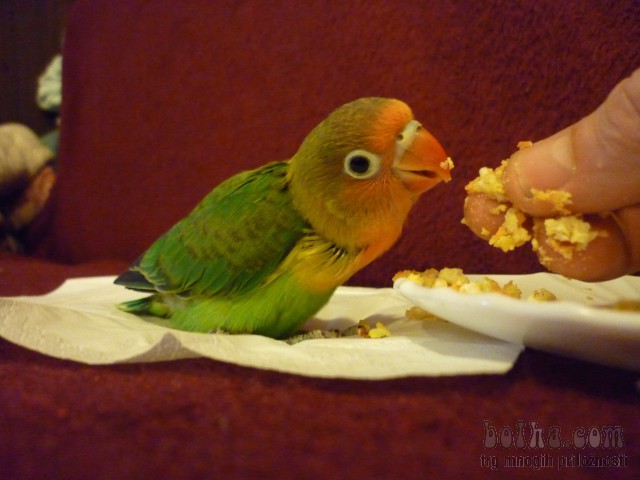 Ruka