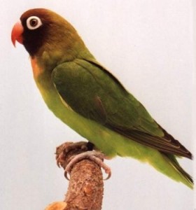 agapornis hnedohlavy