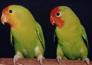 agapornis oranzovohlavy