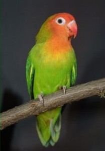 agapornis ruzovohlavy
