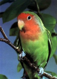 agapornis ruzovohrdly