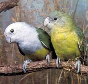 agapornis sedohlavy