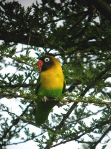 agapornis skraboskovy
