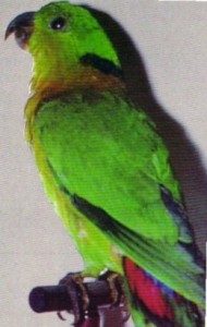 agapornis zelenohlavy